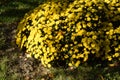 Yellow flowerbed from beautiful chrysanthemums at autumn day Royalty Free Stock Photo