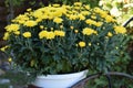 Yellow flowerbed from beautiful chrysanthemums at autumn day Royalty Free Stock Photo