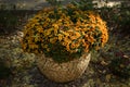 Yellow flowerbed from beautiful chrysanthemums at autumn day Royalty Free Stock Photo