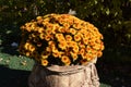 Yellow flowerbed from beautiful chrysanthemums at autumn day. Yellow flowerbed from beautiful chrysanthemums Royalty Free Stock Photo