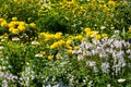 Yellow flowerbed with chrystantemen Royalty Free Stock Photo