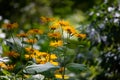 Yellow flowerbed with chrystantemen Royalty Free Stock Photo