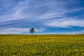 Yellow flowerd meadow