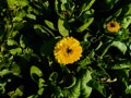 Yellow flowerd plants growing