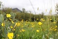 Yellow-flowered ranunculus in a summer meadow in front of a cloudy-covered mountain on Iceland