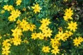 Yellow flowering anemones in the garden