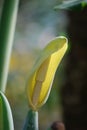 Yellow Flowering Arum Plant Royalty Free Stock Photo