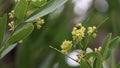 Umbellularia Californica Bloom - Santa Monica Mtns - 122622