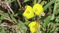 Camissoniopsis Bistorta Bloom - San Diego County - 030822