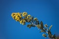 A Yellow flowering broom branch