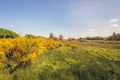 Yellow flowering broom shrubs on the edge of a nature reserve