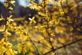Yellow flowering bush. Blooming forsythia in spring. Nature in blossom. Floral background Royalty Free Stock Photo