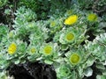 A yellow flowering bush Royalty Free Stock Photo