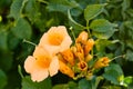 Yellow flowering Campsis radicans or trumpet vine. Spain. Royalty Free Stock Photo