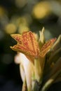 Yellow flowering Canna plant in a garden in summer Royalty Free Stock Photo