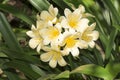 Yellow Flowering Clivia Royalty Free Stock Photo