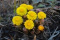 Yellow flowering coltsfoot plant in spring Royalty Free Stock Photo