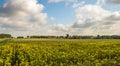 Yellow flowering common evening-primrose plants in the field Royalty Free Stock Photo