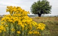 Yellow flowering common ragwort blooms growing at the bank of a