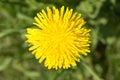 Yellow flowering dandelion on a background of green grass, close up nature abstract background Royalty Free Stock Photo