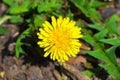 Yellow flowering dandelion flower, top view, closeup Royalty Free Stock Photo