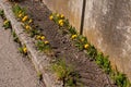 Dandelion growing on a narrow sidewalk next to stone wall Royalty Free Stock Photo