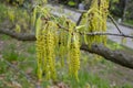 Yellow flowering earrings of an alder tree Alnus in spring
