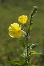 Yellow flowering evening primrose Royalty Free Stock Photo