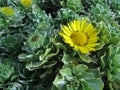 A yellow flowering evergreen bush Royalty Free Stock Photo