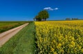 landscape of Yellow flowering field of rapeseed with country road Royalty Free Stock Photo