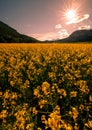 Yellow flowering fields, ground road and beautiful valley, nature spring landscape Royalty Free Stock Photo