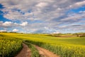 Yellow flowering fields and ground road overlooking a valle Royalty Free Stock Photo