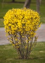 Yellow flowering forsythia bushes on a green lawn.