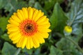 Yellow flowering Gerbera plant growing in a greenhouse from close Royalty Free Stock Photo