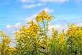 Yellow flowering Goldenrod plants against a blue sky from close Royalty Free Stock Photo