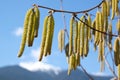 Yellow flowering hazelnut catkins against blue sky. Blooming hazel tree in spring forest. Pirin mountains, Bulgaria. Seasonal hay Royalty Free Stock Photo