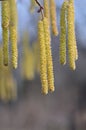 Yellow flowering hazelnut catkins against blue sky. Blooming hazel tree in spring forest