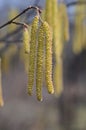 Yellow flowering hazelnut catkins against blue sky. Blooming hazel tree in spring forest Royalty Free Stock Photo