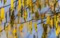 Yellow flowering hazelnut catkins earrings on sunny day. Lot of beautiful and highly allergenic hazel catkins Corylus avellana Royalty Free Stock Photo