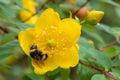 Yellow flowering Hypericum grandifolium with bumblebee