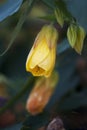 Yellow Flowering Maple Bud Royalty Free Stock Photo