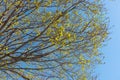 Yellow flowering maple tree branches against blue sky Royalty Free Stock Photo