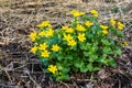 Yellow flowering marsh-marigold from close