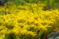 Yellow flowering moss Sedum Sexangulare Plants mats ornamental f