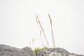 Alpine grass growig in the cracks of a rock