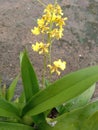 yellow flowering ornamental plant