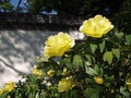 Yellow Flowering Peonies In Chinese Garden