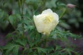 Yellow flowering peony after rain