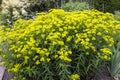 Yellow flowering perennial plant of Euphoria Wallichii also Wallich Spurge.