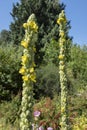 Common mullein plant, a species of MulleinsVerbascum